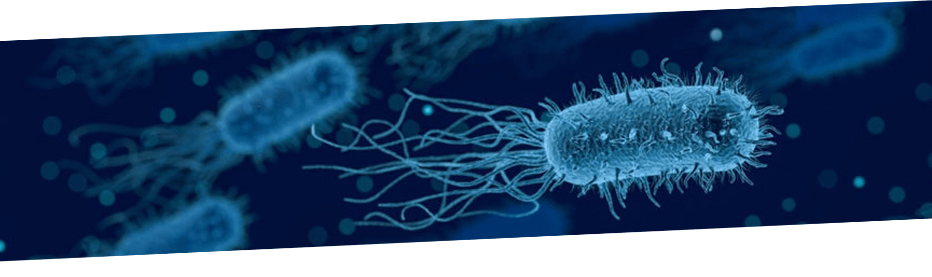 Legionella pneumophila: Patógeno emergente y causante de la enfermedad del legionario